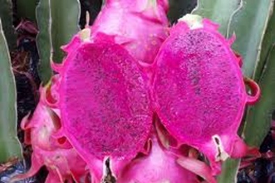 Quyền sở hữu trí tuệ tiền tỷ